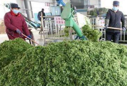 大量幾百噸廢棄菜葉回收利用生產(chǎn)工藝，果蔬垃圾廢菜葉怎么處理？